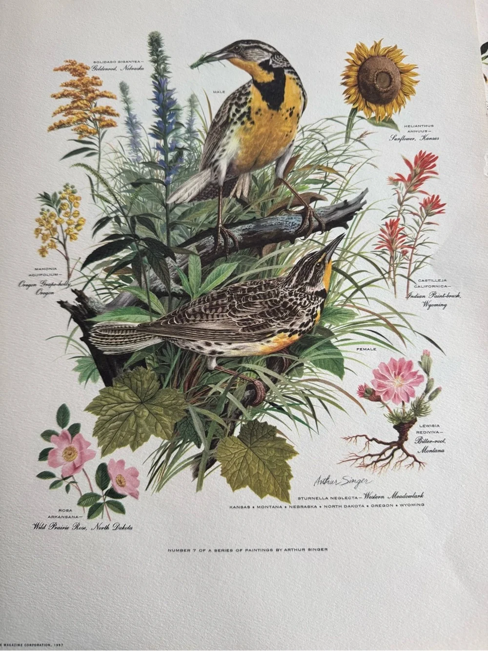 Botanical Art Prints Featuring 10 prints - Picture 12 of 12